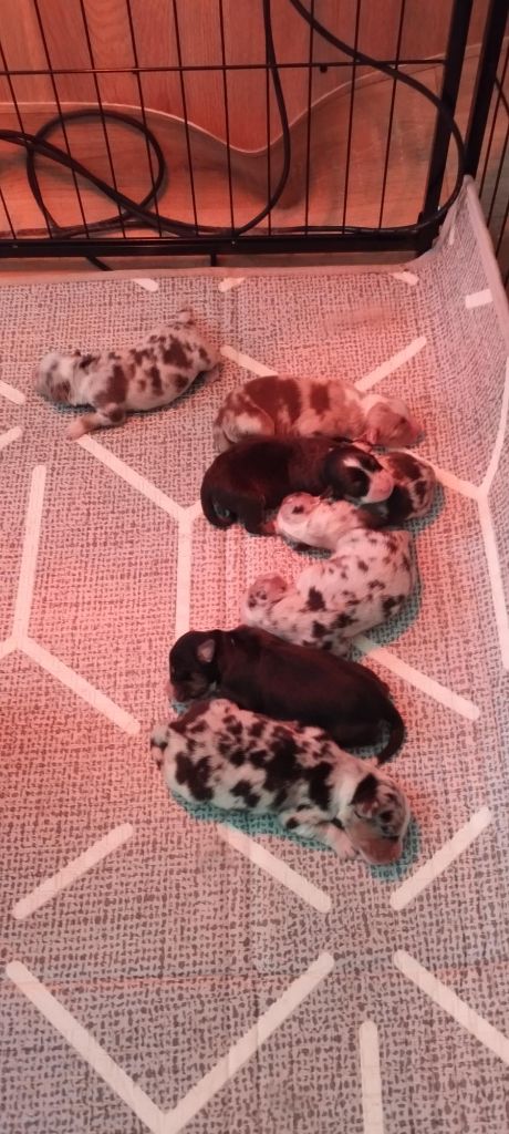 chiots