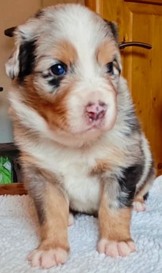 Tania Bangratz - Chiots disponibles - Berger Australien
